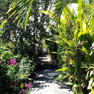 Papaye Sainte-Anne (Grande-Terre)